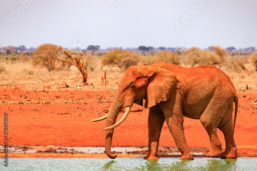 Elefanten an einem Wasserloch, Safari in Kenia.