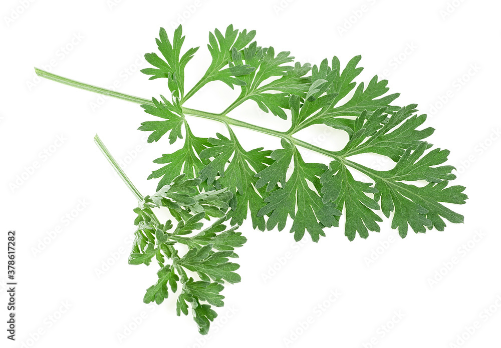 Wormwood branches isolated on a white background. Medicinal wormwood. Artemisia. Wormwood branches isolated on a white background. Medicinal wormwood. Artemisia.
