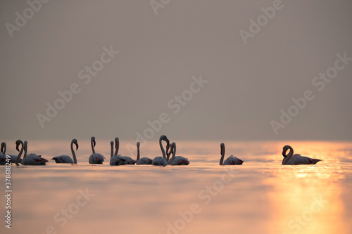 Greater Flamingos in the morning hoursa at Asker coast, Bahrain