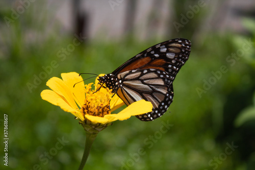 Monarch Butterfly Posing On Flower 
