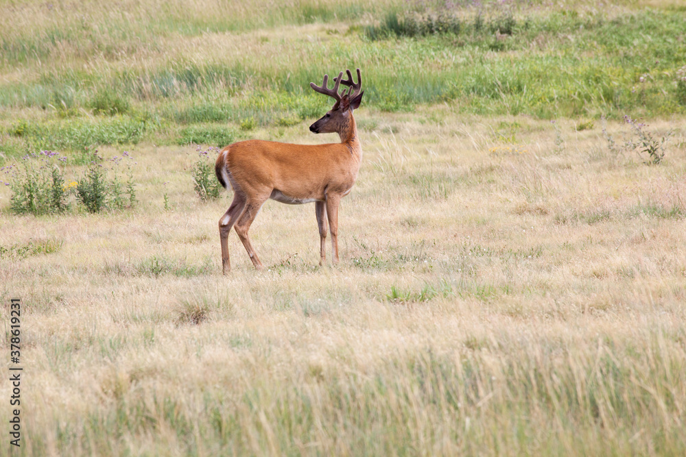 Deer outdoors in a field of grass Deer outdoors in a field of grass