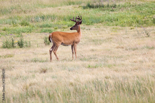 Deer outdoors in a field of grass