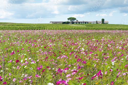 a domain of the vineyard of the medoc in gironde photo
