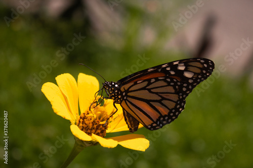 Monarch Butterfly Posing On Flower  © Markz
