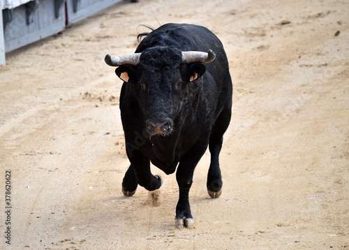 toro bravo español en una plaza de toros