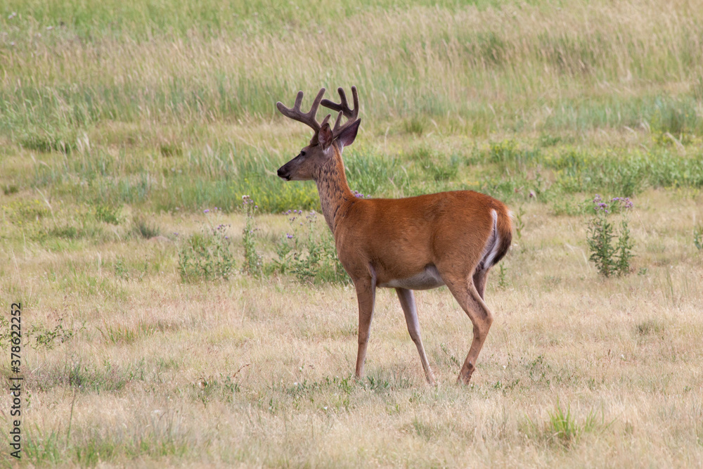 Naklejka premium Deer outdoors in a field of grass