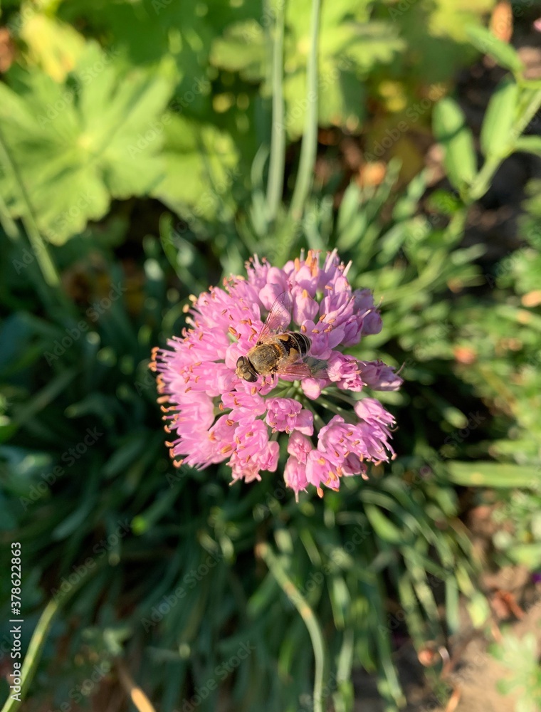 Obraz premium pink flower and wild bee