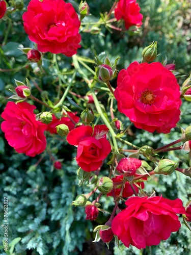Fototapeta Naklejka Na Ścianę i Meble -  red roses in garden