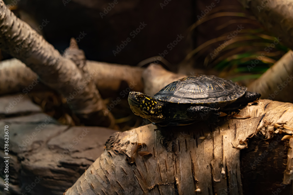 Obraz premium Close up of a black turtle with yellow spots on a birch log