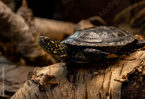 Close up of a black turtle with yellow spots on a birch log