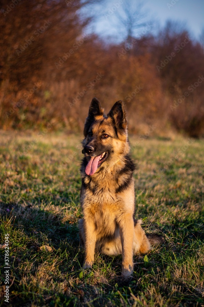 Cute beautiful long haired german shepherd dog posing on autumn colorful meadow