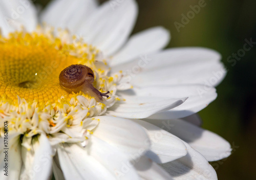 Macro photo of tiny baby brown snail sitting on the petal of camomile on sunny day after rain
