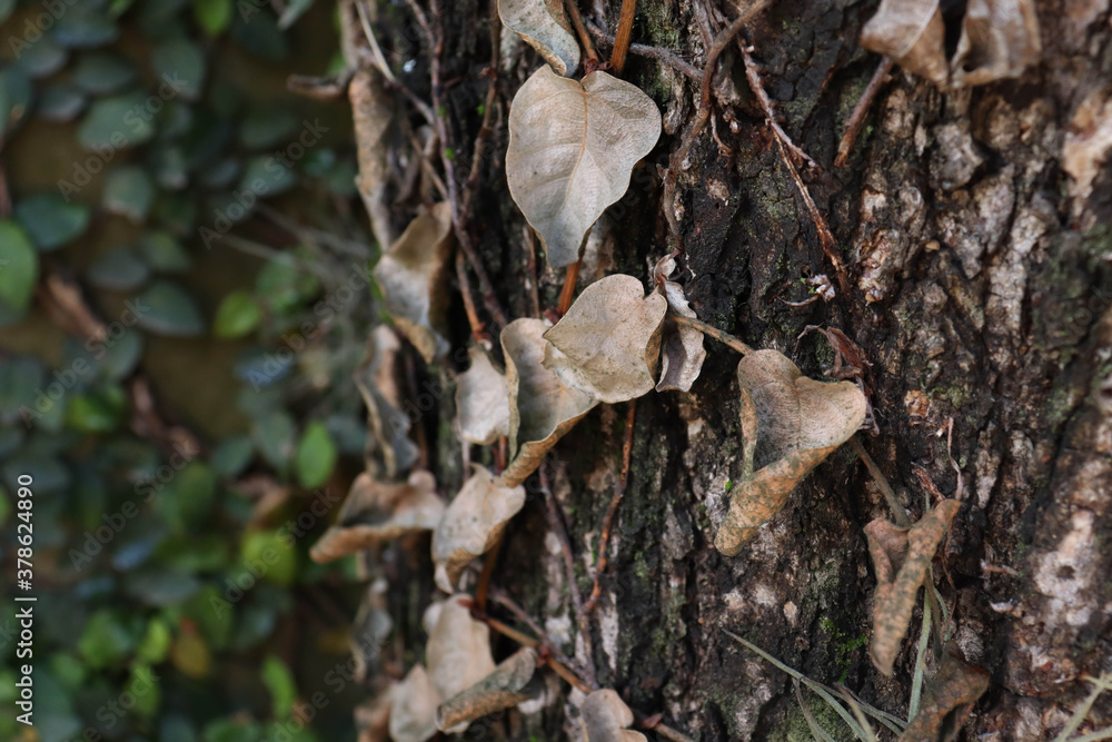 
tree bark and leaves texture outdoors