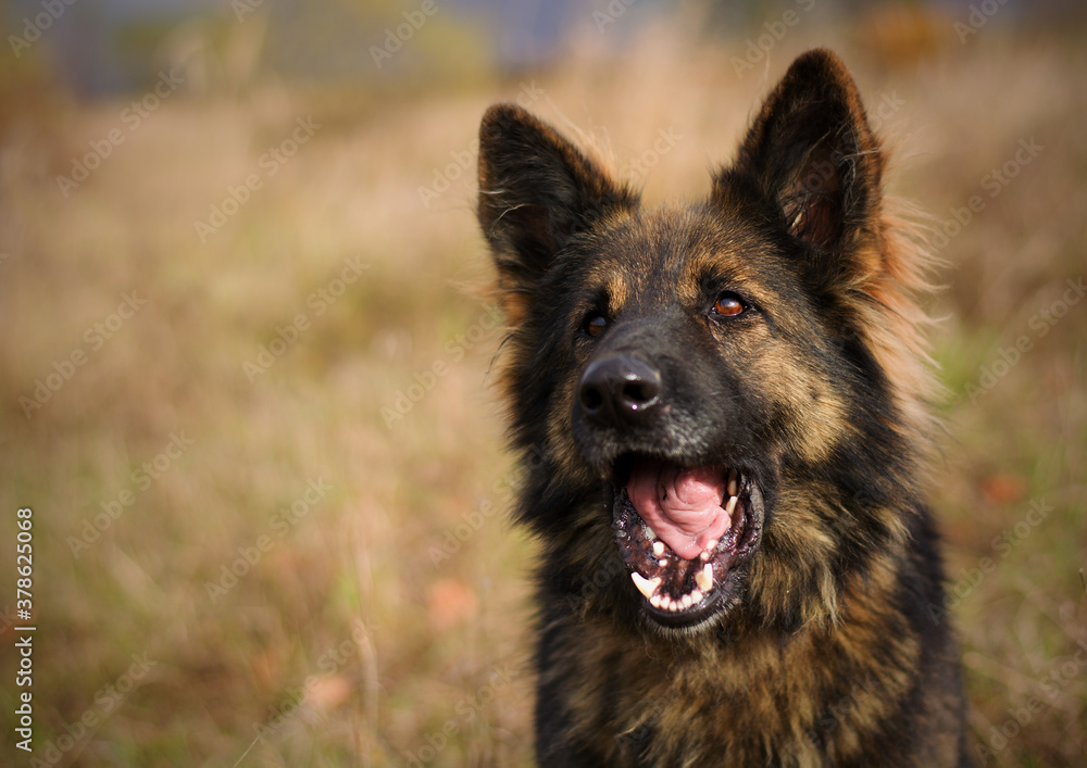 Cute beautiful long haired german shepherd dog posing on autumn colorful meadow Cute beautiful long haired german shepherd dog posing on autumn colorful meadow