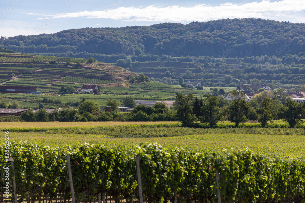 View over vineyards in Breisach