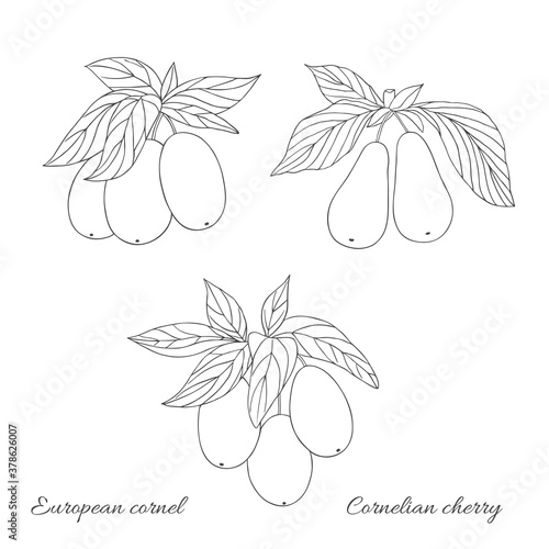 Organic collection.Vector hand drawn illustration with a cornelian cherry plant