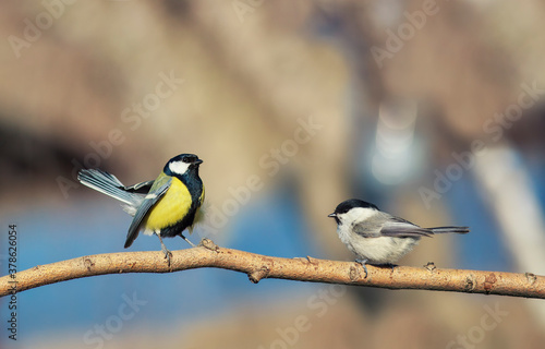 two birds of different types of Tits are sitting on a branch in the garden