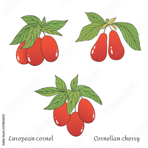 Organic collection.Vector hand drawn illustration with a cornelian cherry plant