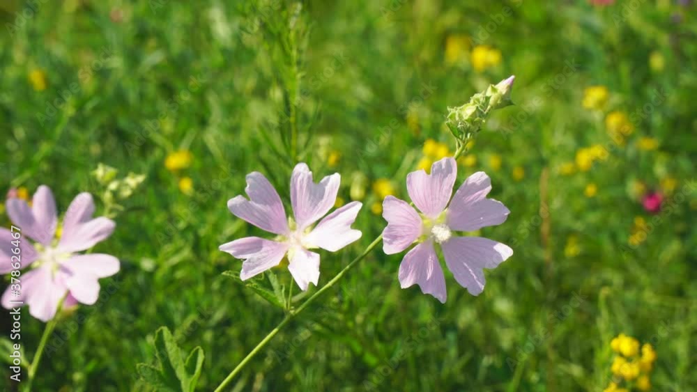 Pink wild mallow flowers in sunlight in natural environment Pink wild mallow flowers in sunlight in natural environment