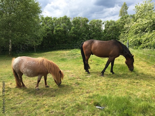 Two horses standing side by side and eating grass outside. Nice and relaxing view. Eskilstuna, Sweden.