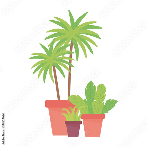 interior decoration potted plants isolated design white background
