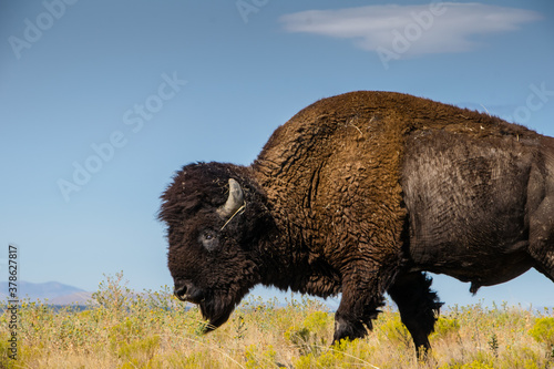Εκτύπωση καμβά Bison on a ridge