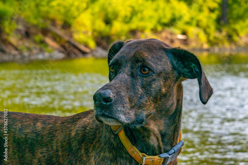 Valokuva Brown brindle hunting hound dog standing in water of river in forest
