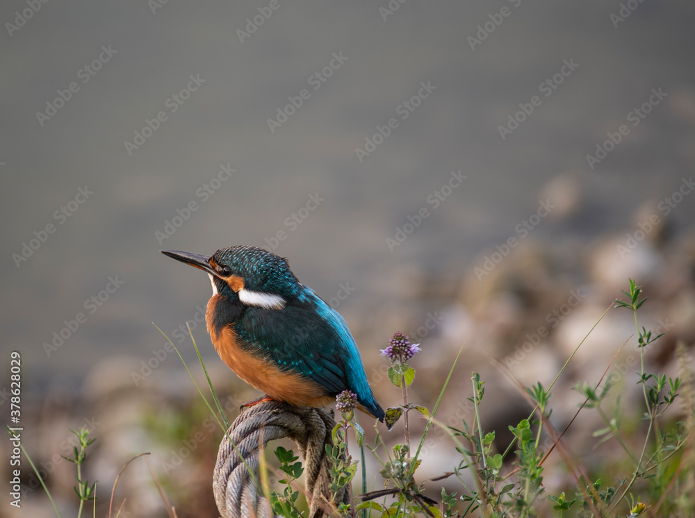 Kingfisher Kingfisher