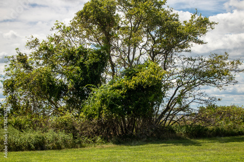 trees in the park