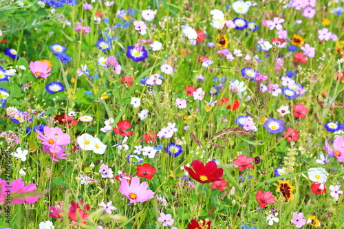 Fototapeta Naklejka Na Ścianę i Meble -  Farbenfrohe Blumenwiese in der Grundfarbe grün.mit verschiedenen Wildblumen.