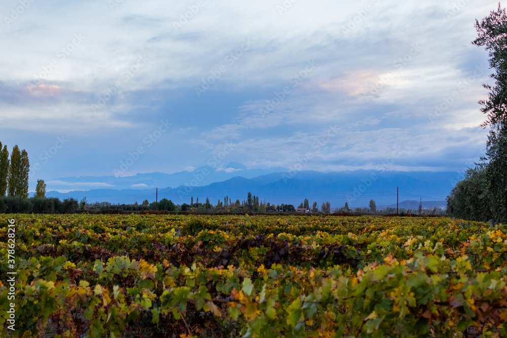 beautiful field of vineyards in Mendoza
