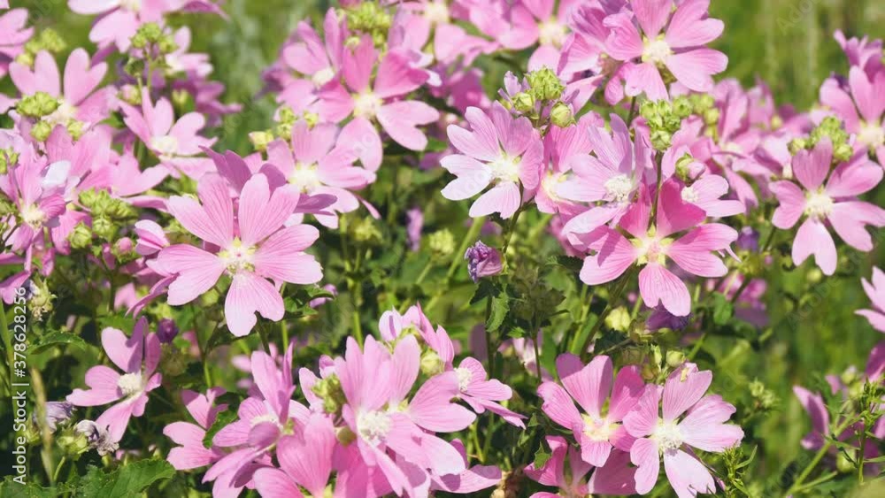 Pink wild mallow flowers in sunlight in natural environment Pink wild mallow flowers in sunlight in natural environment