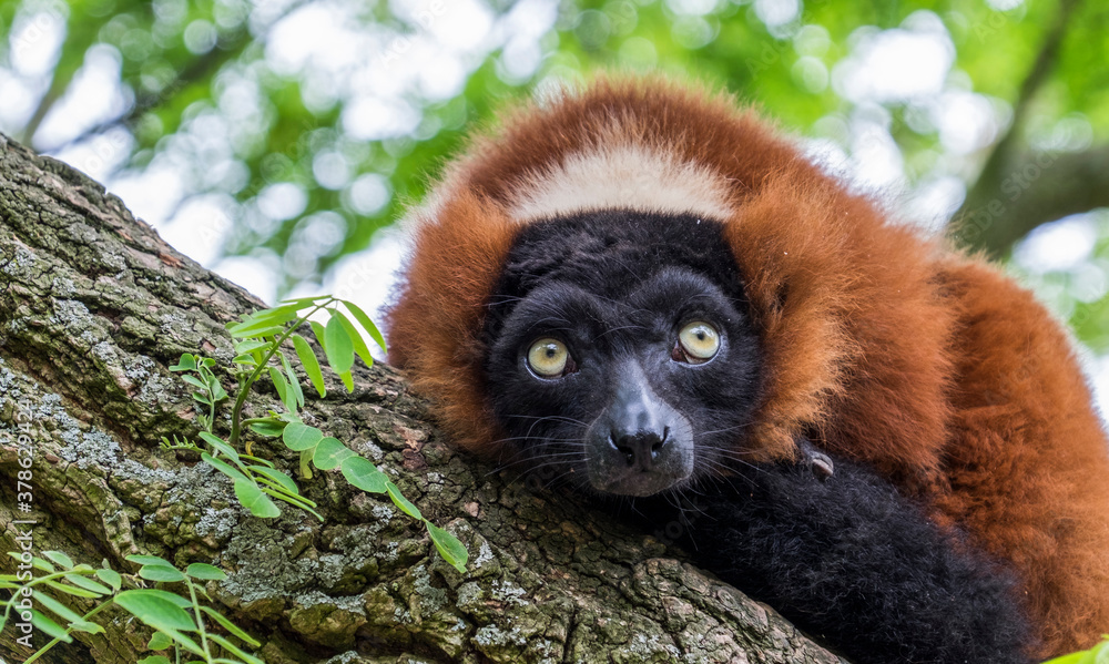 Fototapeta premium Red Ruffed Lemur