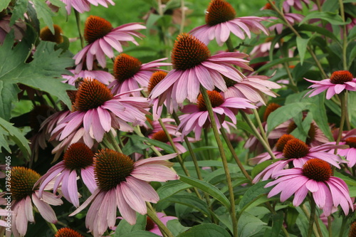Echinacea purpurea, Roten Sonnenhut-Blüten in einem Garten, Heilpflanze zur Stärkung des Immunsystems und zur Behandlung von Atemwegserkrankungen, Naturheilkunde, Homöopathie, Purpurfarbener Sonnenhut