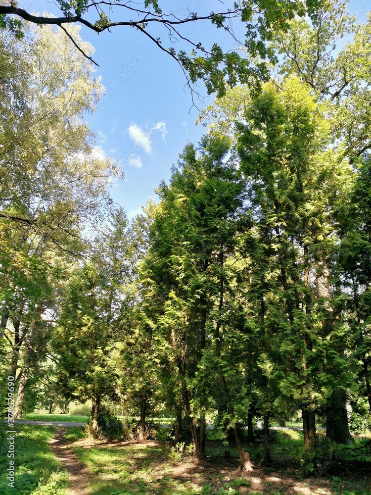 Fototapeta premium trees in the park