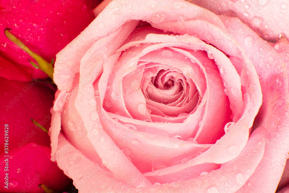 A closeup of a beautiful rose with droplet of water A closeup of a beautiful rose with droplet of water