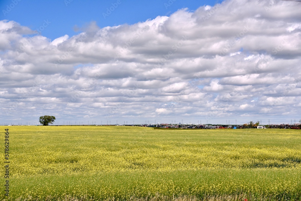 Manitoba canola field under a blue cloud filled sky