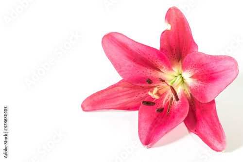 Red Lily on a white background