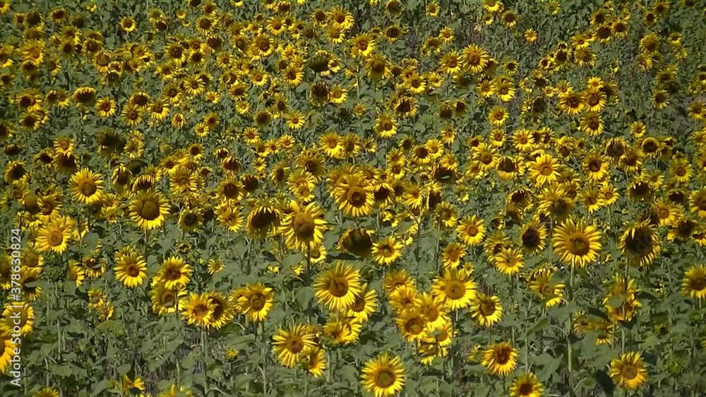 Sunflower field moving in the wind on a sunny day Sunflower field moving in the wind on a sunny day