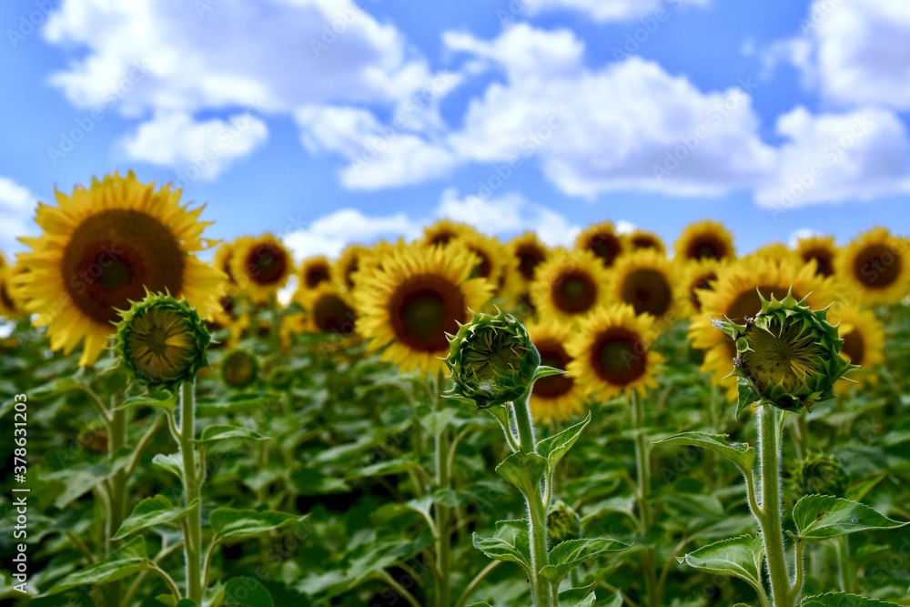 Fototapeta premium A close up of sunflowers in a field on a summer day. The sky is blue and filled with clouds