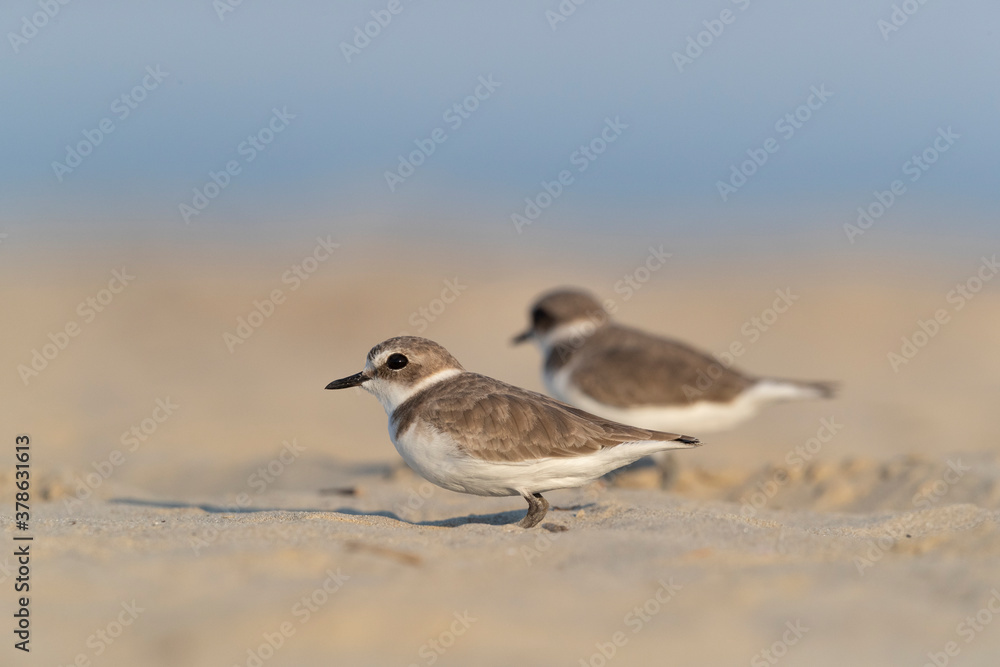 Waders or shorebirds, kentish plover on the beach Waders or shorebirds, kentish plover on the beach