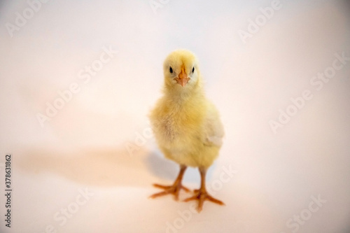 baby chicken on a white background