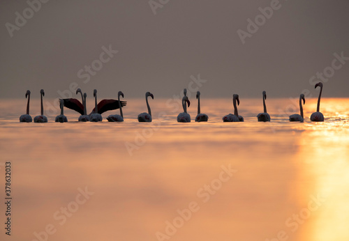 Greater Flamingos wading in the morning hours, Asker coast, Bahrain