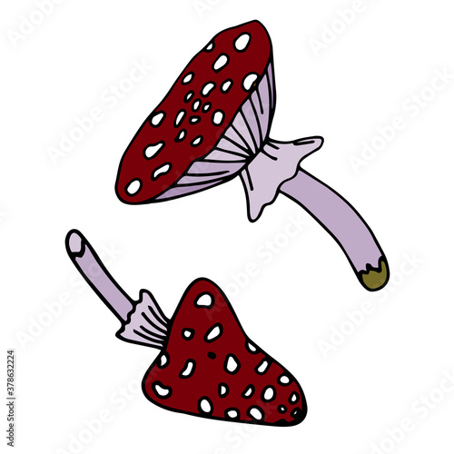 Fly agaric, amanita icon set. Hand drawn vector illustration in doodle style outline drawing isolated on white background.