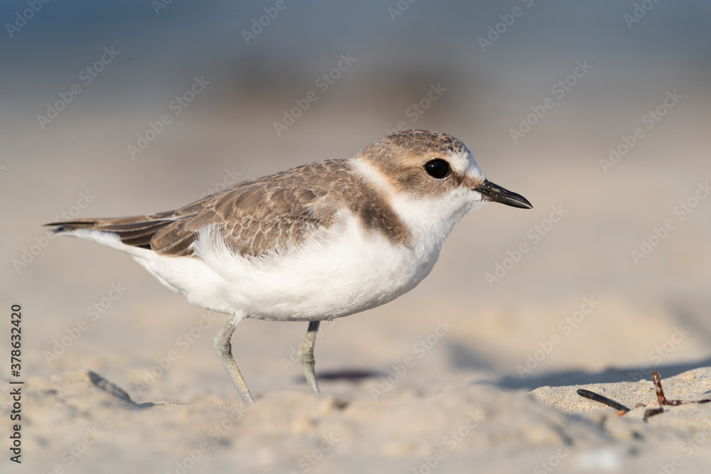 Waders or shorebirds, kentish plover on the beach Waders or shorebirds, kentish plover on the beach