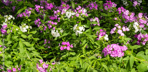 Fototapeta Naklejka Na Ścianę i Meble -  Flowers background. Beautiful pink and purple and white blossoms with green leaves and plants.