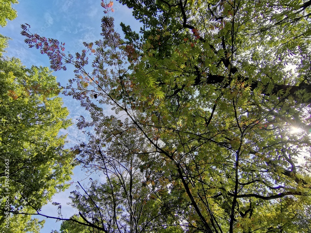 Fototapeta premium trees and sky