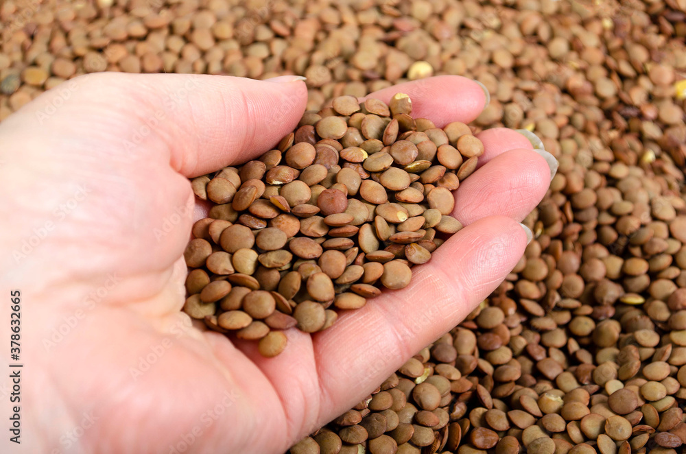 Close-Up High Angle View Of Hand Holding Lentils Close-Up High Angle View Of Hand Holding Lentils