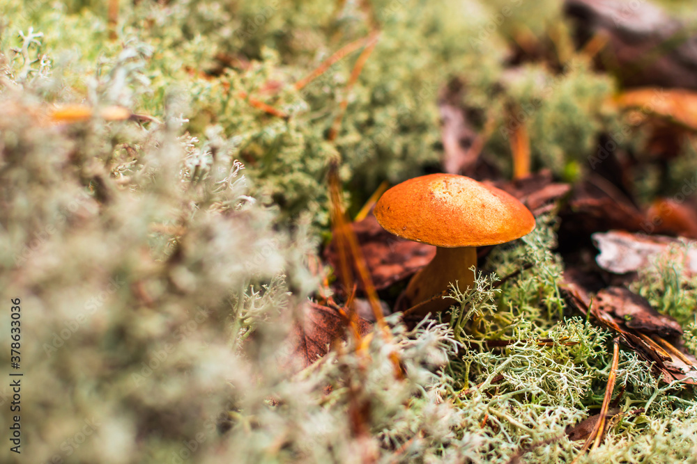 Cute penny bun mushroom is growing in the grass. The beautiful small brown cap Cute penny bun mushroom is growing in the grass. The beautiful small brown cap
