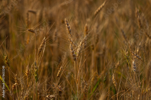 Golden wheat, sorghum and barley field